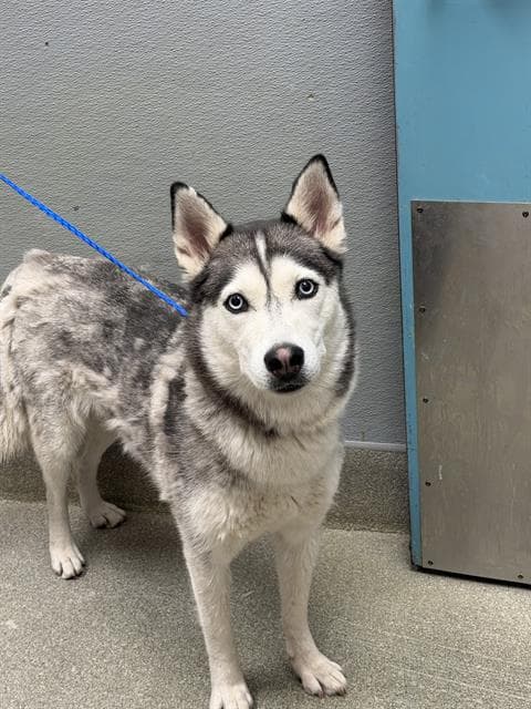 Sally - Siberian Husky