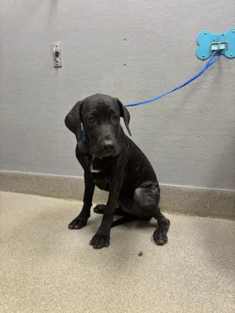 Matilda - Great Dane