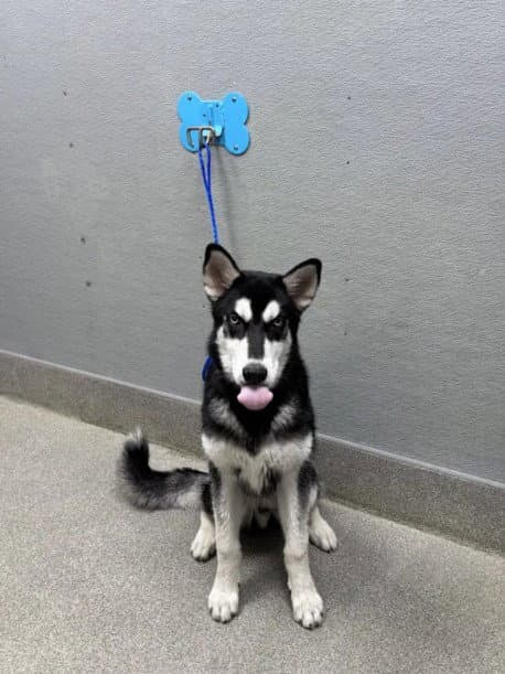 Racoon - Siberian Husky