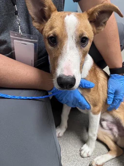 Kahu - Carolina Dog