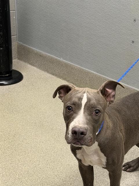Pigglet - Pit Bull Terrier