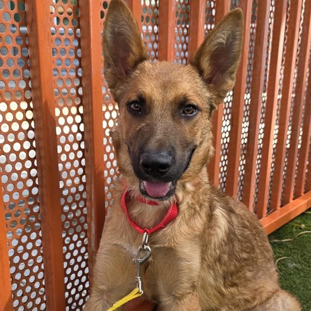 Grecko - German Shepherd Dog