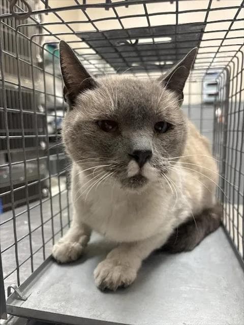 Rainbow - Domestic Short Hair