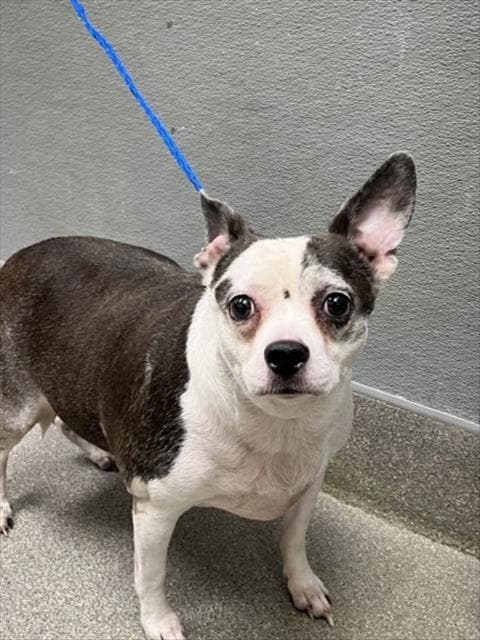 Connor - Chihuahua