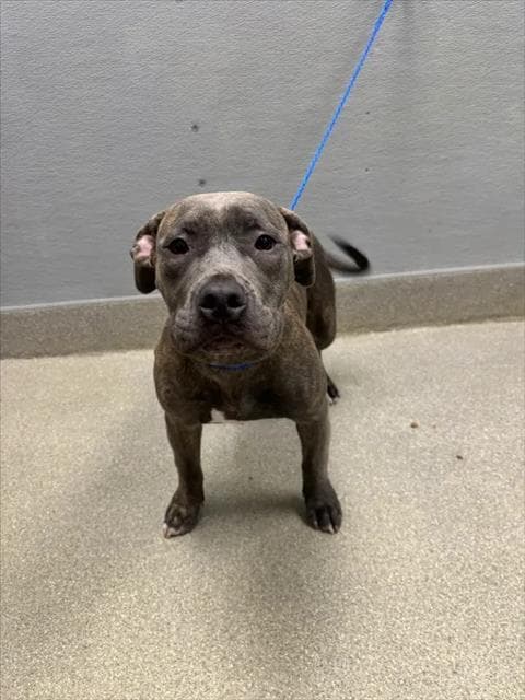 Hershey - Pit Bull Terrier