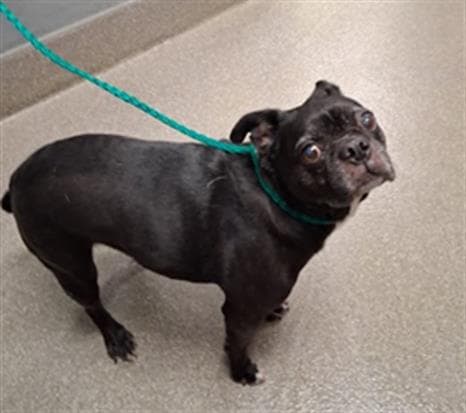 Nabi - Pug