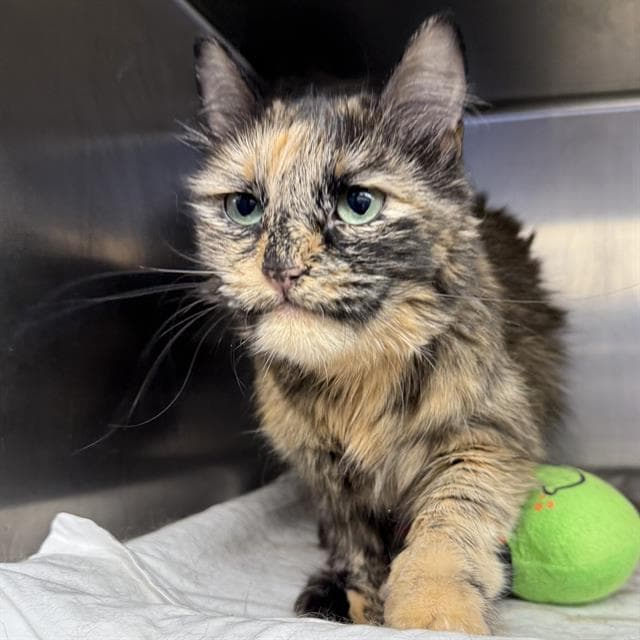 Sammie - Domestic Short Hair