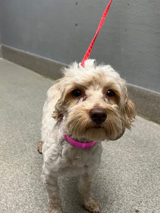 Abby - Poodle (Miniature)