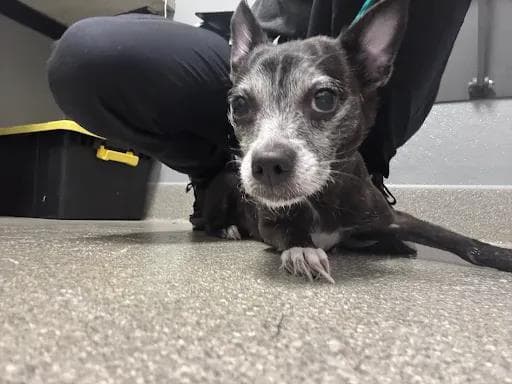 Toothless - Chihuahua
