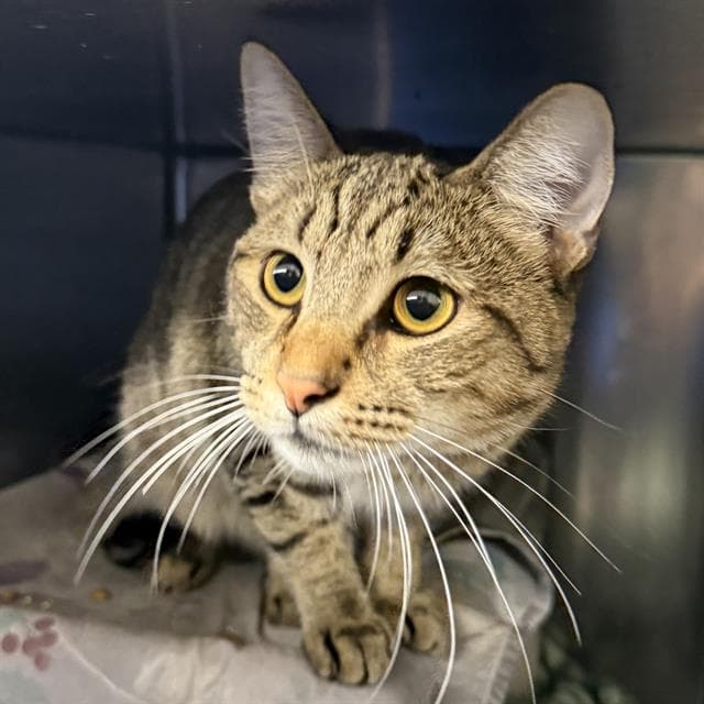 Koso - Domestic Short Hair