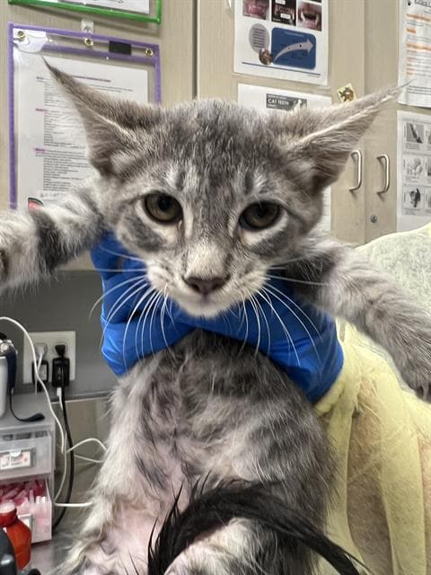 Moxey - Domestic Short Hair