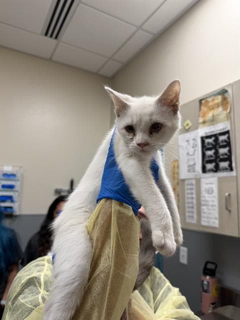 Dewey - Domestic Short Hair