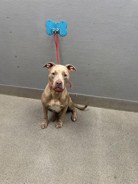 Princess Priscilla - Pit Bull Terrier