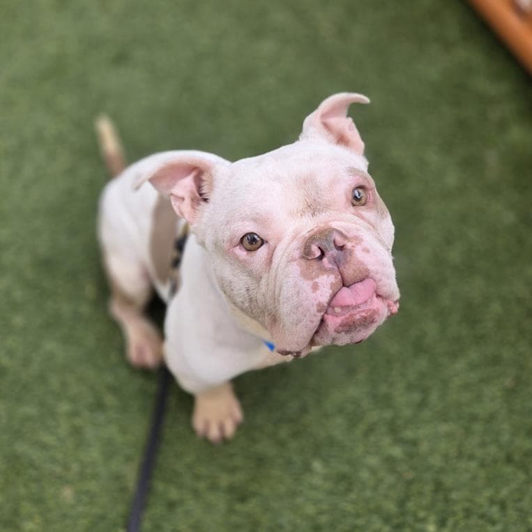 Tank - English Bulldog