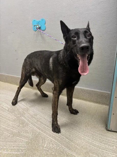 Jaxx - Belgian Shepherd Malinois