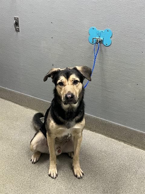 Tigger - German Shepherd Dog
