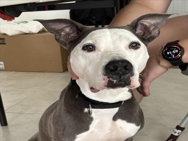 Bella - American Pit Bull Terrier