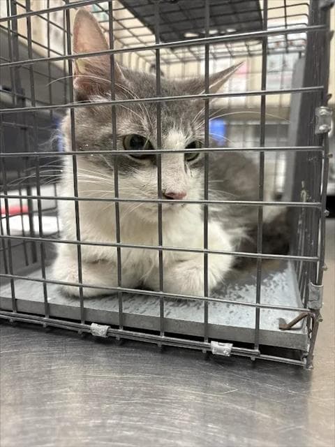 Piro - Domestic Medium Hair