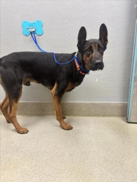 Robbi - Rottweiler