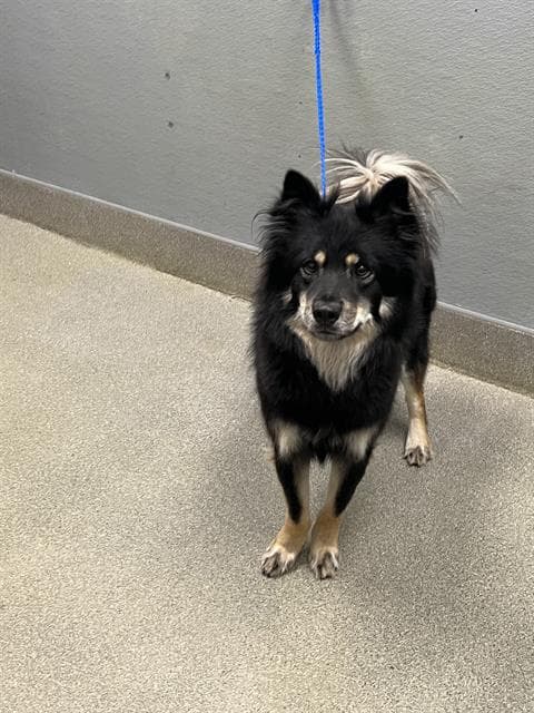 Miko - Chow Chow