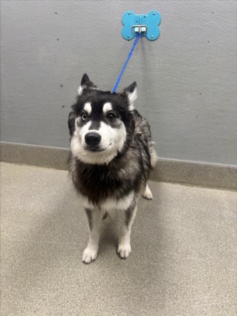 Shadow - Siberian Husky