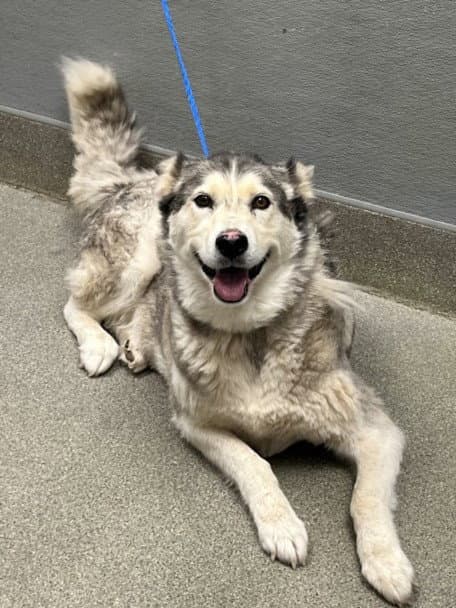 Luna - Siberian Husky