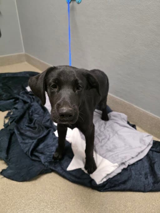 Goof - Labrador Retriever