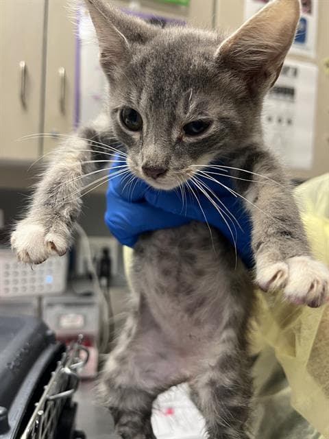 Flynn Rider - Domestic Short Hair