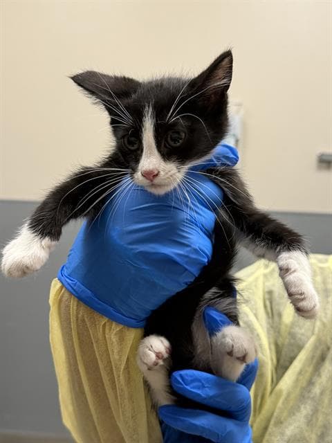 Captain Hook - Domestic Short Hair