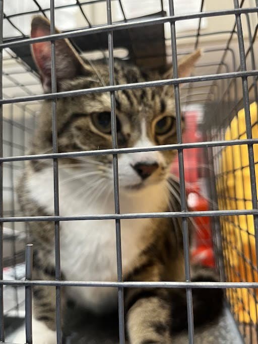 Sora - Domestic Short Hair