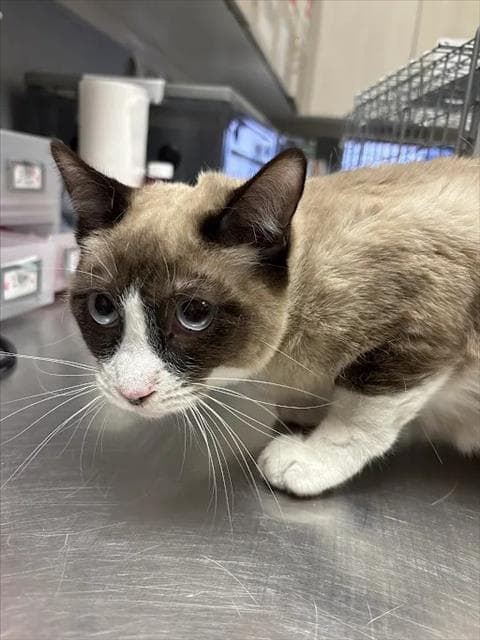 Raccoon - Siamese