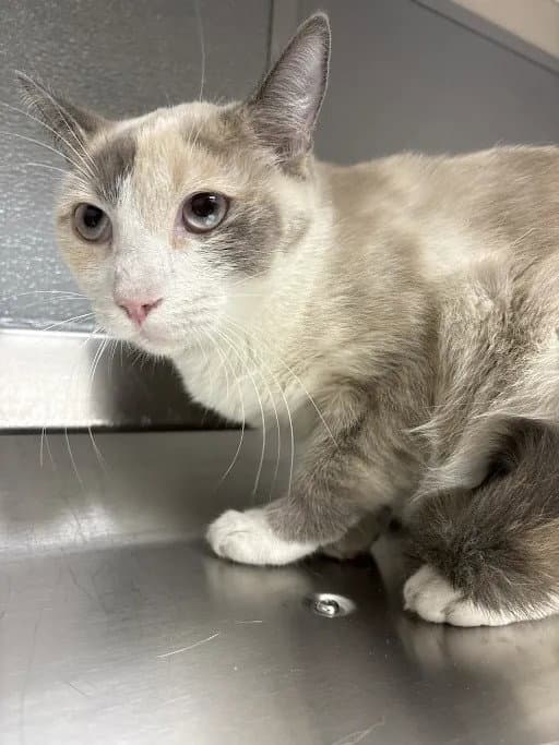Stormy - Siamese