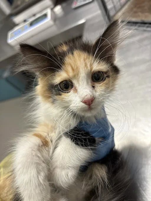 Butterscotch Drop - Domestic Medium Hair