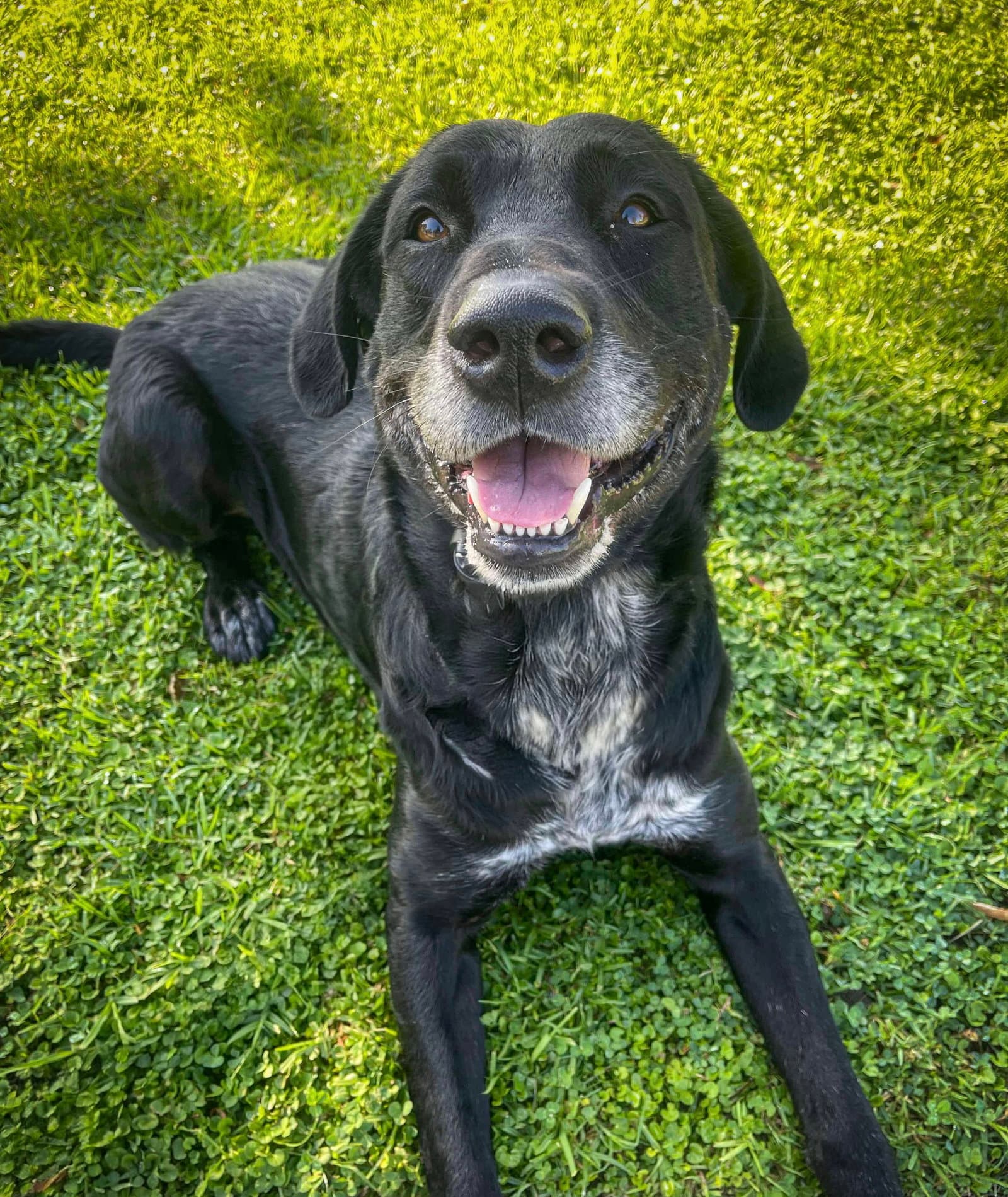 Huckleberry - Labrador Retriever
