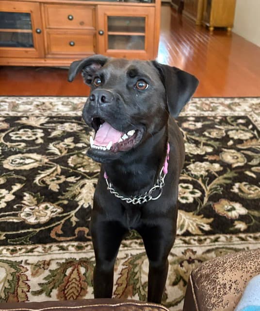 Winnie - Labrador Retriever