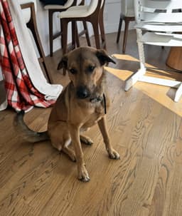 Maggie image 1