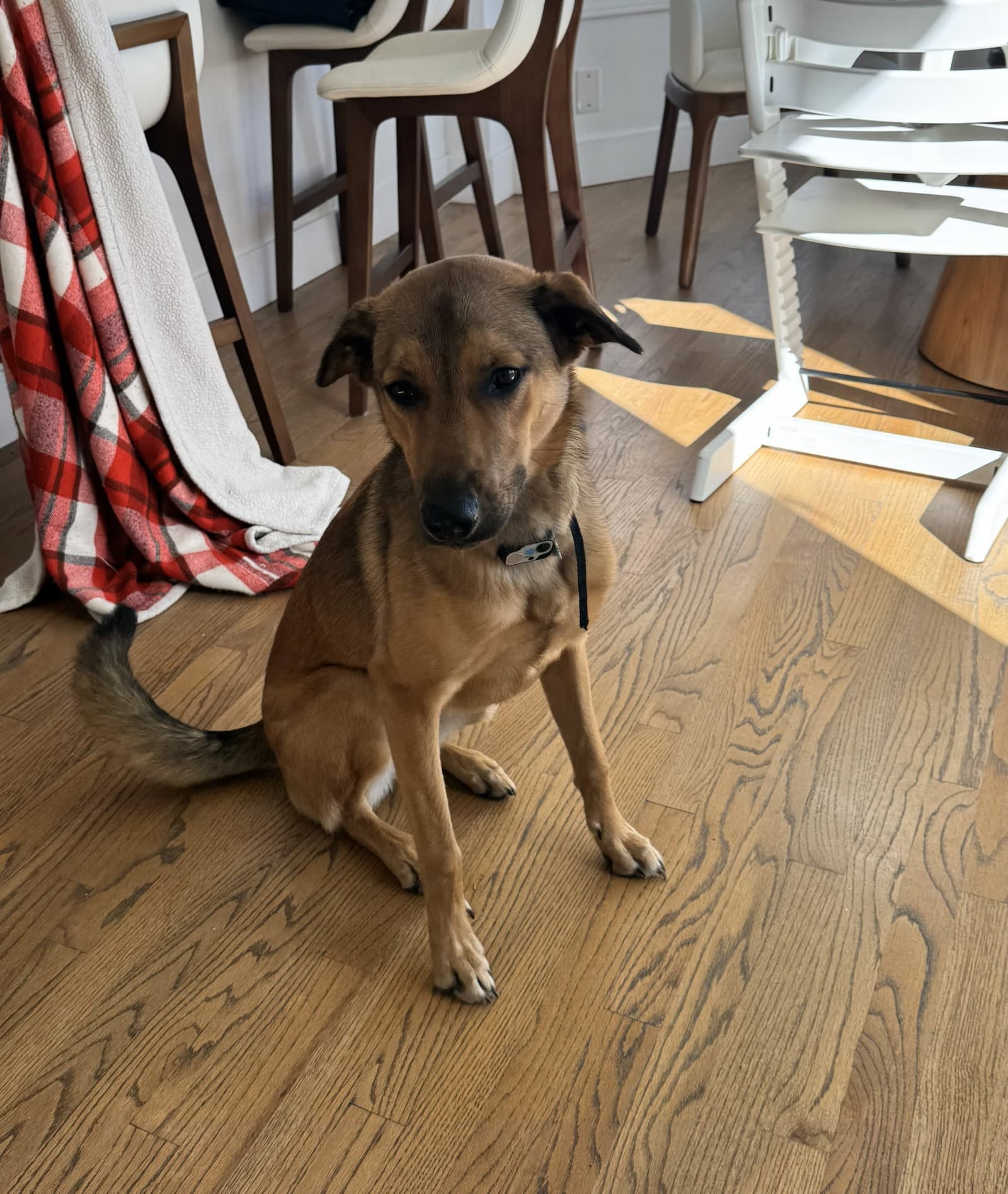 Maggie - Shepherd