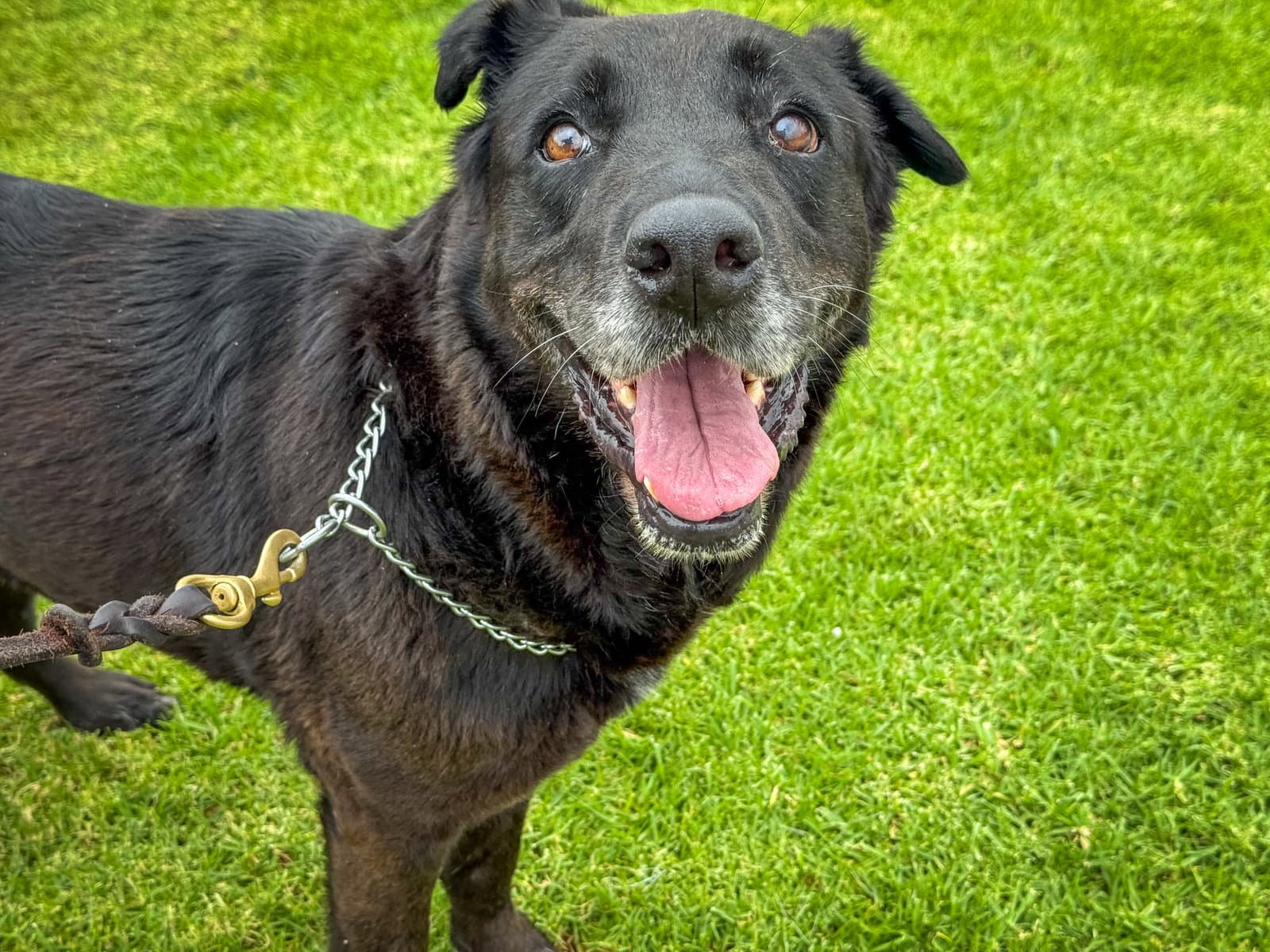 Apple - Labrador Retriever