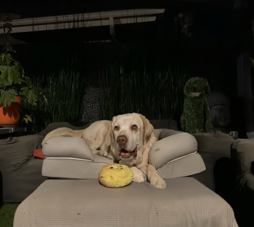 Franklin - Labrador Retriever