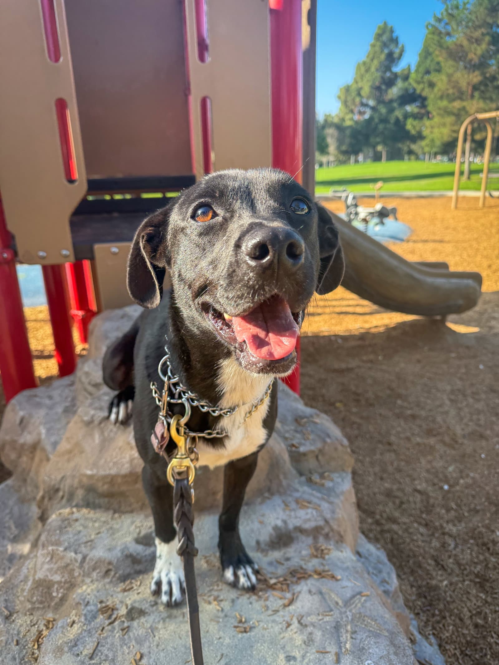 Baxter - Labrador Retriever