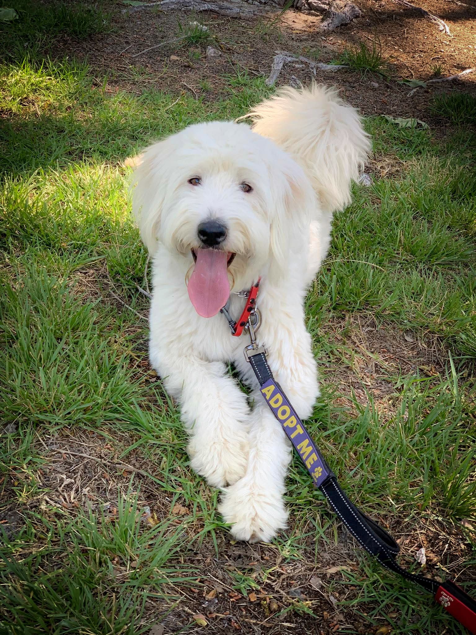 Molly - Poodle (unknown type)