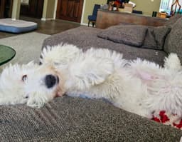 Molly image 4