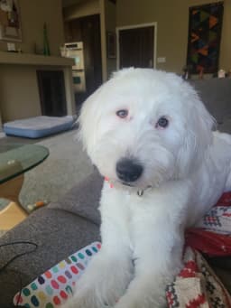Molly image 2
