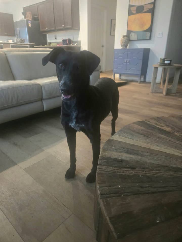 Violet - Labrador Retriever