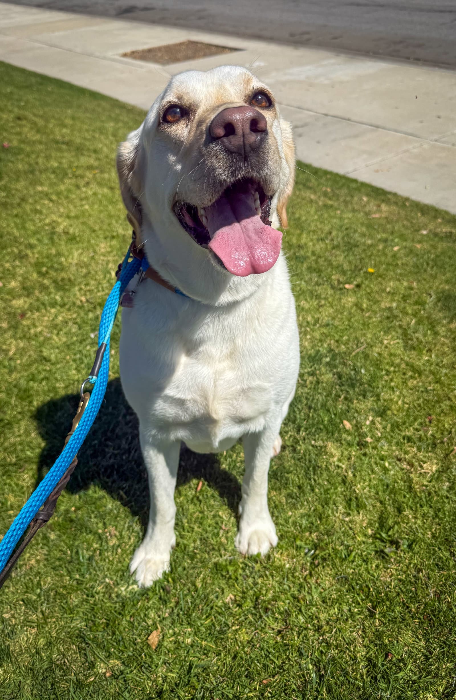 Luna - Labrador Retriever