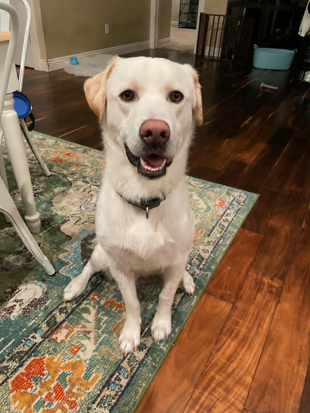 Mars - Labrador Retriever