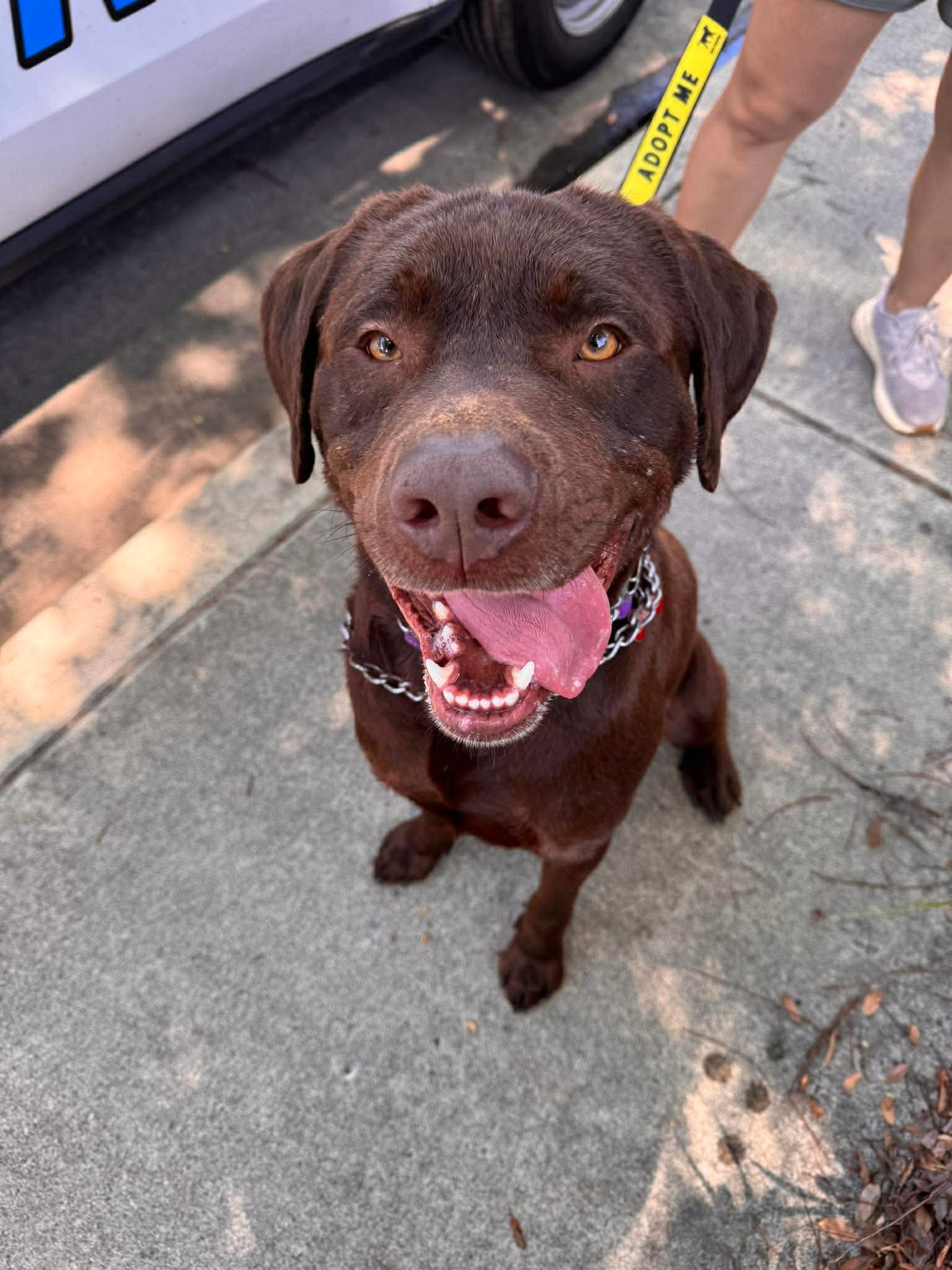 Bronco - Labrador Retriever