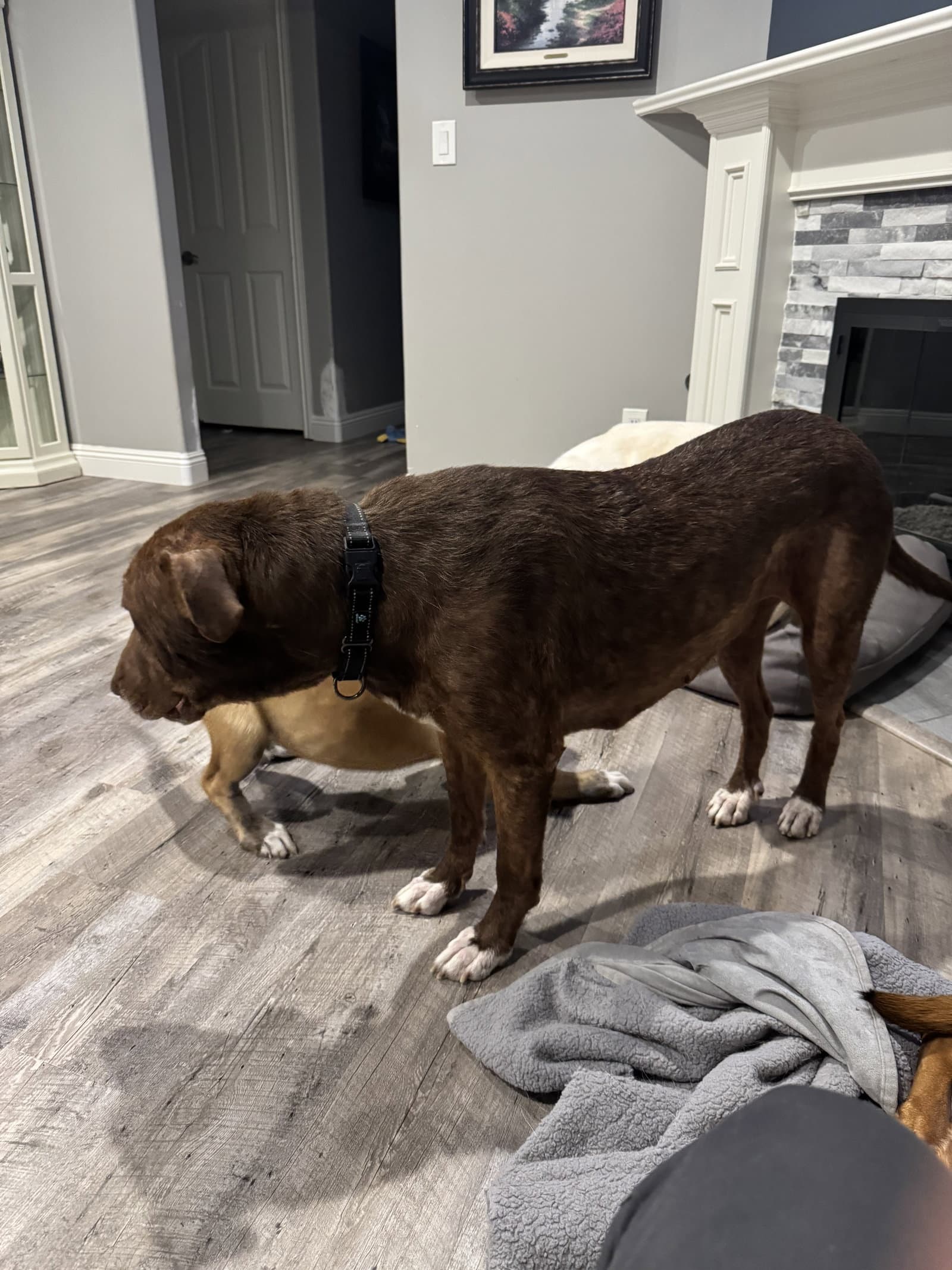 Rosie - Labrador Retriever