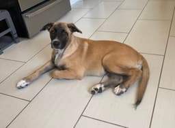 Rosie's Puppy Ranger image 3