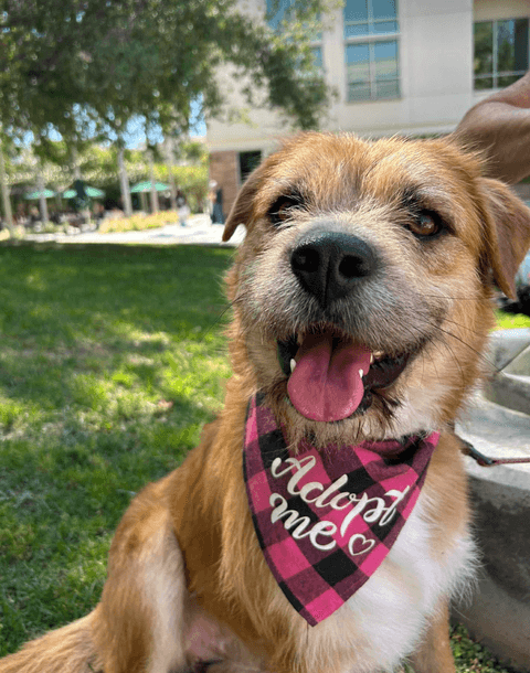 Oso - Terrier